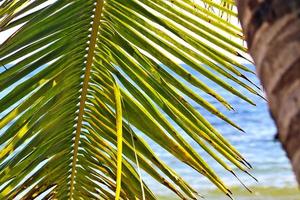 bellissime palme sulla spiaggia del paradiso tropicale isole seychelles. foto