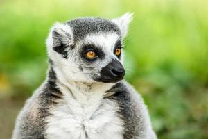 bel viso di lemure dalla coda ad anelli da vicino