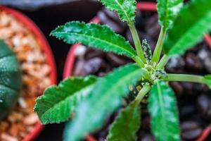 piccolo cactus in vasi di fiori con chicco di caffè foto