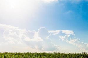 campo verde sotto il cielo blu foto