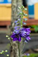 delphinium fiore custode con gocce di pioggia nel giardino foto