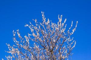 ciliegio a fioritura primaverile, fiori bianchi foto