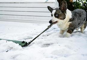 il cardigan corgi di razza canina gioca sulla neve sciolta primaverile foto