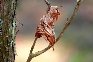 primo piano di foglia secca appesa a un ramo di albero in una luminosa giornata primaverile con sfondo verde e marrone sfocato foto