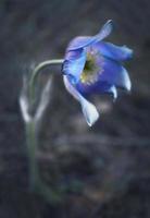 fiore di primavera croco aperto blu della prateria che si libra sopra la terra nella foresta foto