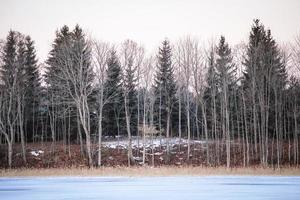 pini forestali e betulle che crescono su bianco lago ghiacciato con tronchi di legno impilati al centro foto