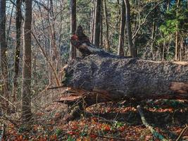 un albero caduto è nella foresta autunnale su foglie gialle in una morbida luce solare foto