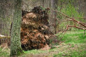 pino caduto nella foresta con le sue radici sollevate foto