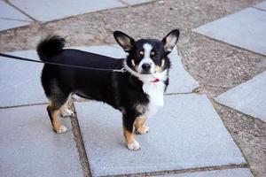 piccolo cane bianco e nero con grandi orecchie in piedi su pavimentazione piastrellata astratta guardando nella fotocamera foto