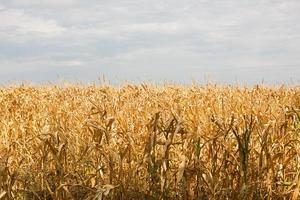 il campo di grano dorato. il raccolto autunnale, i gambi secchi. giorno del ringraziamento, sfondo naturale foto