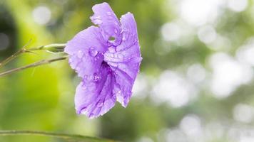 fiori viola ruellia squarrosa foto