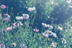 sfondo natura fiore. fiori da giardino. fiori di pannocchia foto