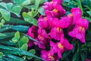 sfondo natura fiore. fiori rosa e viola foto