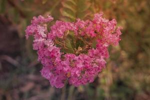 i bei fiori e la natura foto