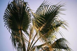foglie del cielo di palma foto
