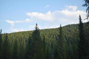 la natura della Siberia orientale. taiga. territorio di Krasnojarsk foto