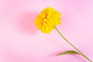 fiore giallo su sfondo rosa. biglietto di auguri minimalista. concetto estivo, posto per il testo. foto