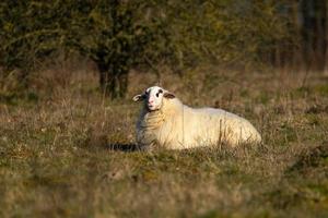bugie delle pecore di campagna di bentheimer foto