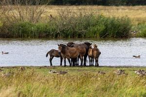 riserva naturale cavalli selvaggi foto