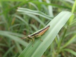 primo piano di una cavalletta appollaiata su erba verde con erba verde sfocatura dello sfondo foto