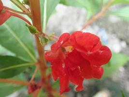 impatiens balsamina flower, comunemente noto come balsam, garden balsam, rose balsam, touch me not o spotted snapweed, è una pianta annuale che cresce da 20 a 75 cm di altezza, con uno stelo spesso ma morbido foto