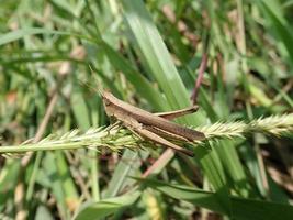 primo piano di una cavalletta appollaiata su erba verde con erba verde sfocatura dello sfondo foto