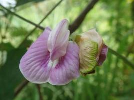 primo piano centrosema, i piselli farfalla, è un genere di viti della famiglia delle leguminose fabaceae blom nel giardino. un'altra pianta della stessa sottotribù clitoriinae è la clitoria ternatea. foto