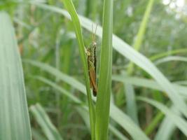 primo piano di una cavalletta appollaiata su erba verde con erba verde sfocatura dello sfondo foto