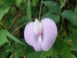 primo piano centrosema, i piselli farfalla, è un genere di viti della famiglia delle leguminose fabaceae blom nel giardino. un'altra pianta della stessa sottotribù clitoriinae è la clitoria ternatea. foto