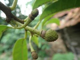 mele candite giovani o mele zuccherate o annona squamosa linn. cresce su un albero in giardino in indonesia foto