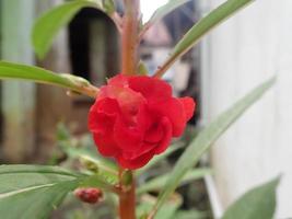 impatiens balsamina flower, comunemente noto come balsam, garden balsam, rose balsam, touch me not o spotted snapweed, è una pianta annuale che cresce da 20 a 75 cm di altezza, con uno stelo spesso ma morbido foto