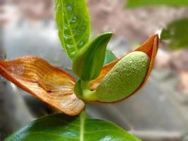 primo piano giovane jackfruit - artocarpus heterophyllu, germogli aperti freschi e naturali nel giardino. l'albero del jackfruit è una specie di albero, così come i suoi frutti. il jackfruit può anche essere usato come verdura foto