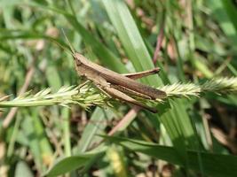 primo piano di una cavalletta appollaiata su erba verde con erba verde sfocatura dello sfondo foto