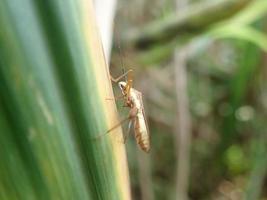 chiudere un insetto su una foglia verde, su uno sfondo sfocato. è leptocorisa oratoria walang sangit, indonesia, l'insetto dell'orecchio del riso, è un insetto della famiglia degli alydidae, gli insetti dalla testa larga. foto