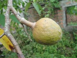 crema di mele o mele zuccherate o annona squamosa linn. cresce su un albero in giardino in indonesia foto