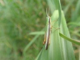 primo piano di una cavalletta appollaiata su erba verde con erba verde sfocatura dello sfondo foto