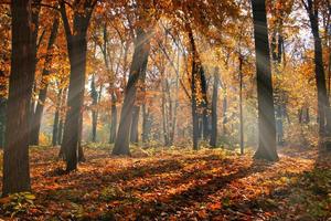 le foglie della strada forestale autunnale cadono nel paesaggio del terreno su sfondo autunnale. bellissimo paesaggio naturale stagionale, luce solare intensa con foglie di arancio dorato, idilliaco sentiero escursionistico avventuroso foto