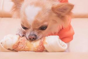 il cane rosicchia un osso. il chihuahua mangia su un divano beige. foto