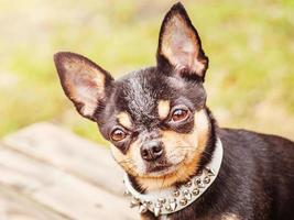 cane chihuahua tricolore in un colletto bianco in una calda giornata di sole. chihuahua su uno sfondo di erba. foto