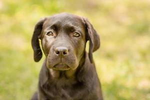 cucciolo di labrador su uno sfondo di erba verde. ritratto di un cane nero. foto