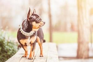 cane chihuahua tricolore in un colletto bianco in una calda giornata di sole. chihuahua su uno sfondo di erba. foto