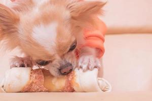 il cane rosicchia un osso. il chihuahua mangia su un divano beige. foto