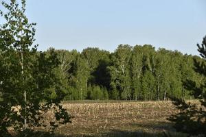 campo agricolo e foresta contro il cielo foto