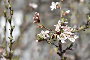 api e bombi sui rami di ciliegio in primavera foto