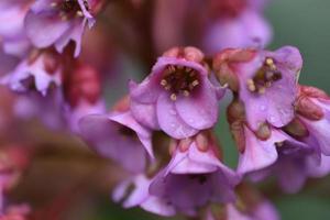 badan a foglie spesse o sassifraga a foglie spesse o tè mongolo bergenia crassifolia foto