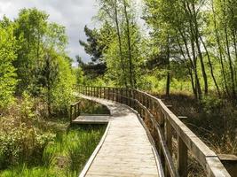 passerella attraverso i boschi a skipwith common, North Yorkshire, Inghilterra foto