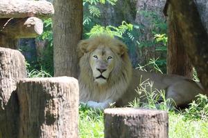 leone animale safari fauna selvatica foto