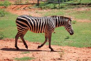zebra animale safari fauna selvatica foto