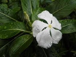 foto a macroistruzione del fiore bianco rugiadoso catharanthus roseus che fiorisce nel giardino