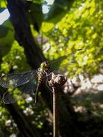 una libellula è all'estremità di un bastoncino di bambù asciutto foto